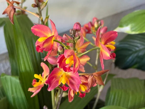 Seeds Ville Spathoglottis Plicata Red Ground Orchid Plant