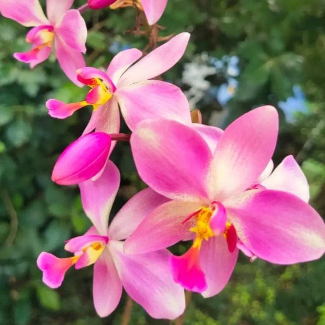 Seeds Ville Spathoglottis Plicata Giant Pink Ground Orchid