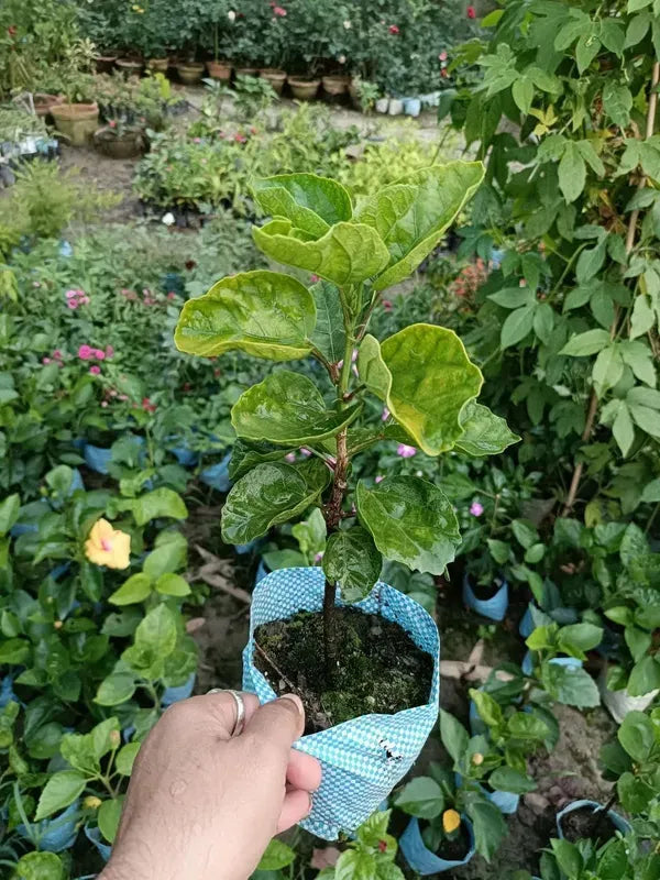https://d1311wbk6unapo.cloudfront.net/NushopCatalogue/tr:f-webp,w-600,fo-auto/6895bfd6ed4d9e6c607e7d78/cat_img/zwbwYa_a_ES32LH3KFT_2025-09-12_3.webp