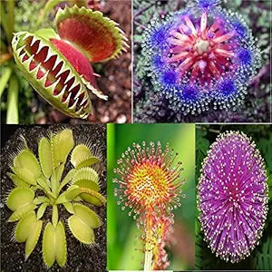 Carnivorous Plants and Seeds