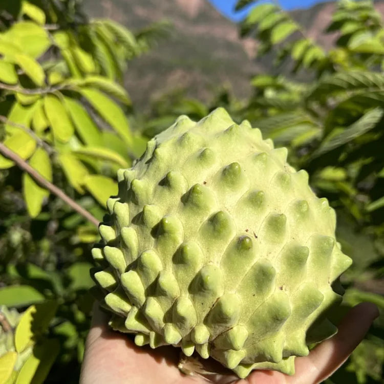 Premium Tropical Sugar Apple Seeds: Grow Delicious Sweetsop Custard Fruit at Home