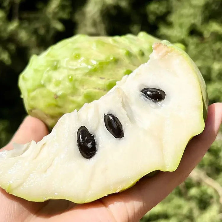 Premium Tropical Sugar Apple Seeds: Grow Delicious Sweetsop Custard Fruit at Home