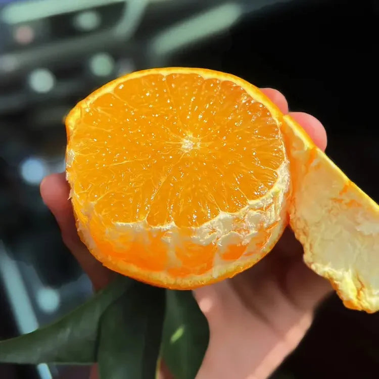 Organic Jelly Orange Seeds - Grow Your Own Sweet, Vibrant Citrus Fruit at Home