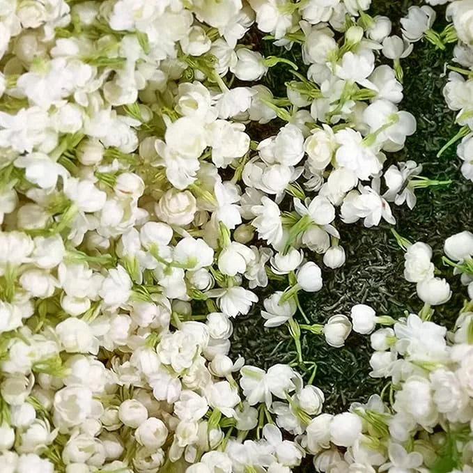 indian jasmine flower seeds 100+ SEEDS- Premium Fragrant Hanging Jasmine Flower Seeds – Easy Grow Cascading Blooms for Home Decor
