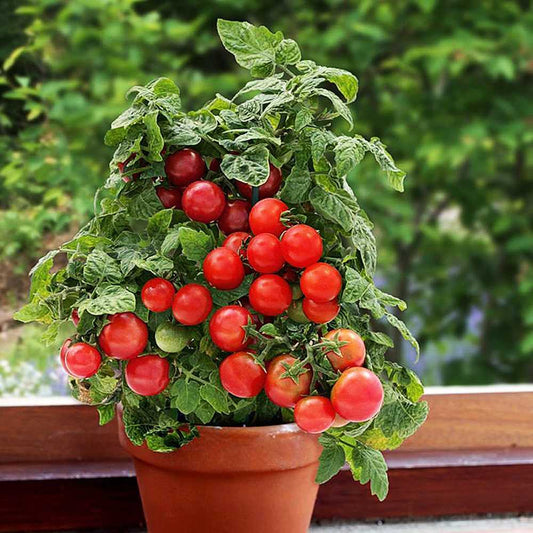Seeds Ville 200+ Bonsai Suitable Tomato Seeds Mini Cherry Potted Sweet Fruit Vegetable Organic Fresh Home And Garden Bonsai Suitable Seeds