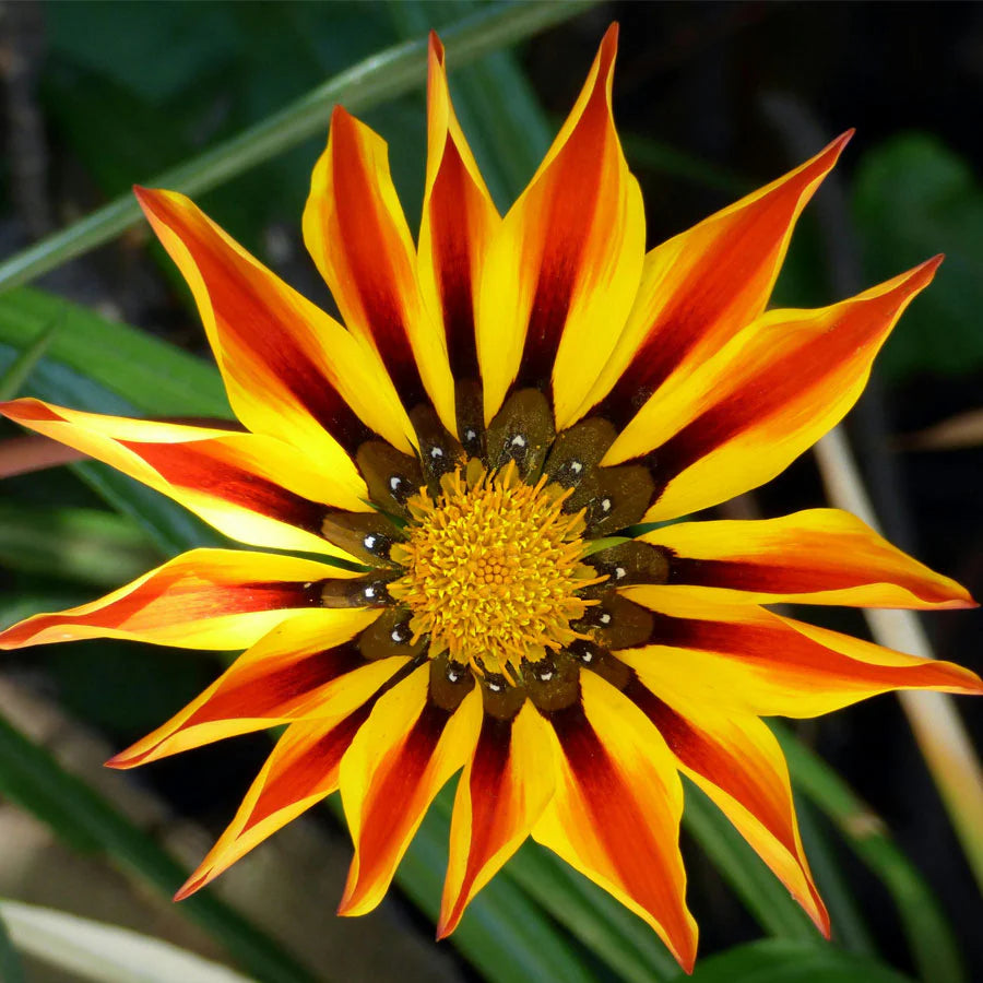 30+seeds/pack ORANGE PEACOCK GAZANIA FLOWER SEEDS / DROUGHT TOLERANT / RESEEDING ANNUAL