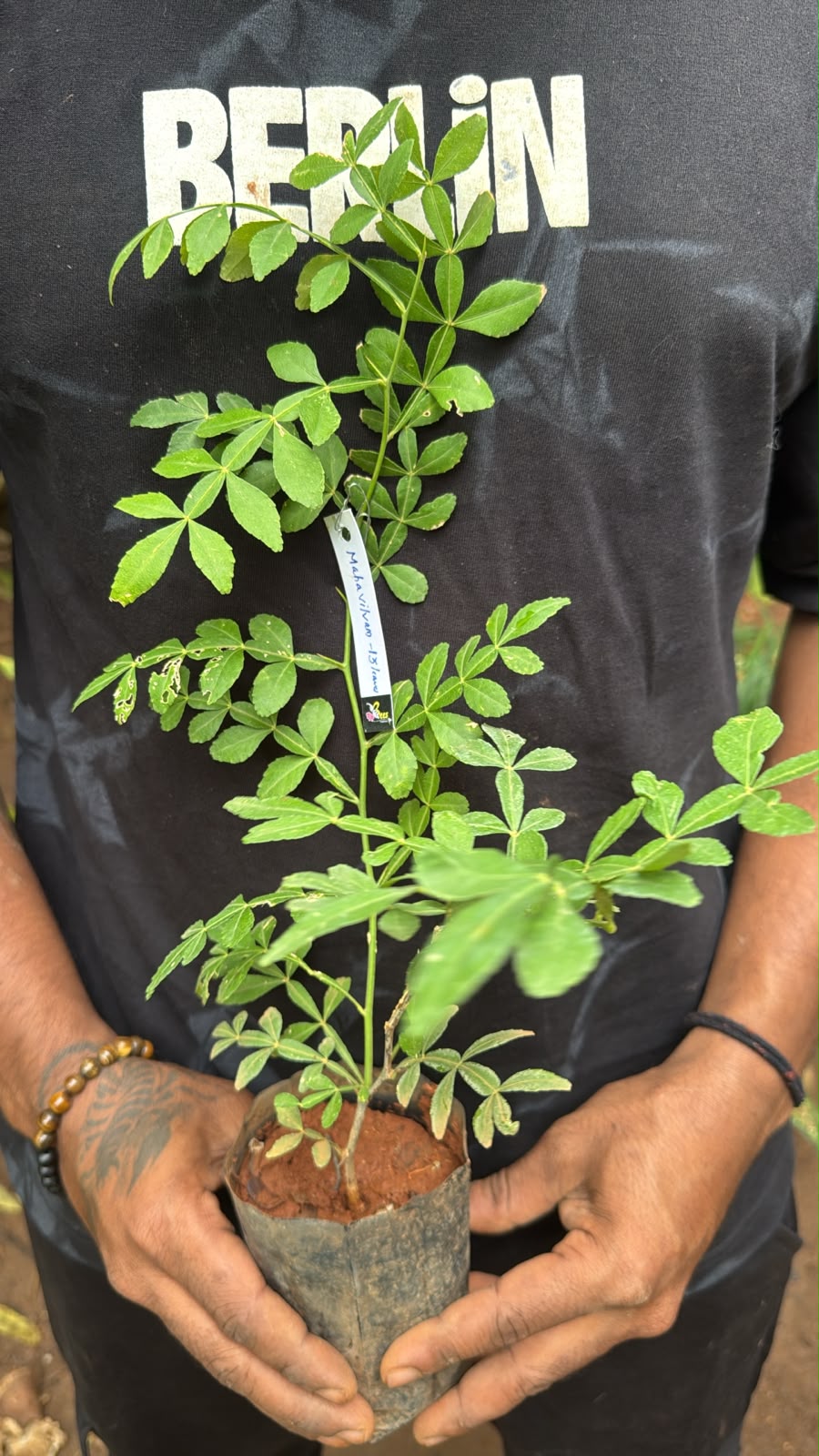 Seeds Ville 13 Leaves Raja Maha Vilvam Live Plant