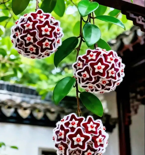 https://cdn.shopify.com/s/files/1/0717/0480/5420/files/17695861974120_720x_0dd3c164-4314-4bc9-a3b6-129e3ed66a85.webp?v=1771234937