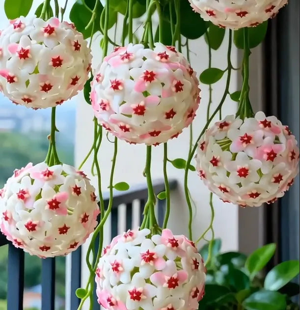 https://cdn.shopify.com/s/files/1/0717/0480/5420/files/17695862517474_720x_cf9023ee-7c34-4d13-a53b-f3dfe5b4f81e.webp?v=1771234937
