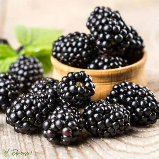Sweet Giant Thornless Hybrid Blackberry Seeds - Grow Large, Juicy, Hardy Berries