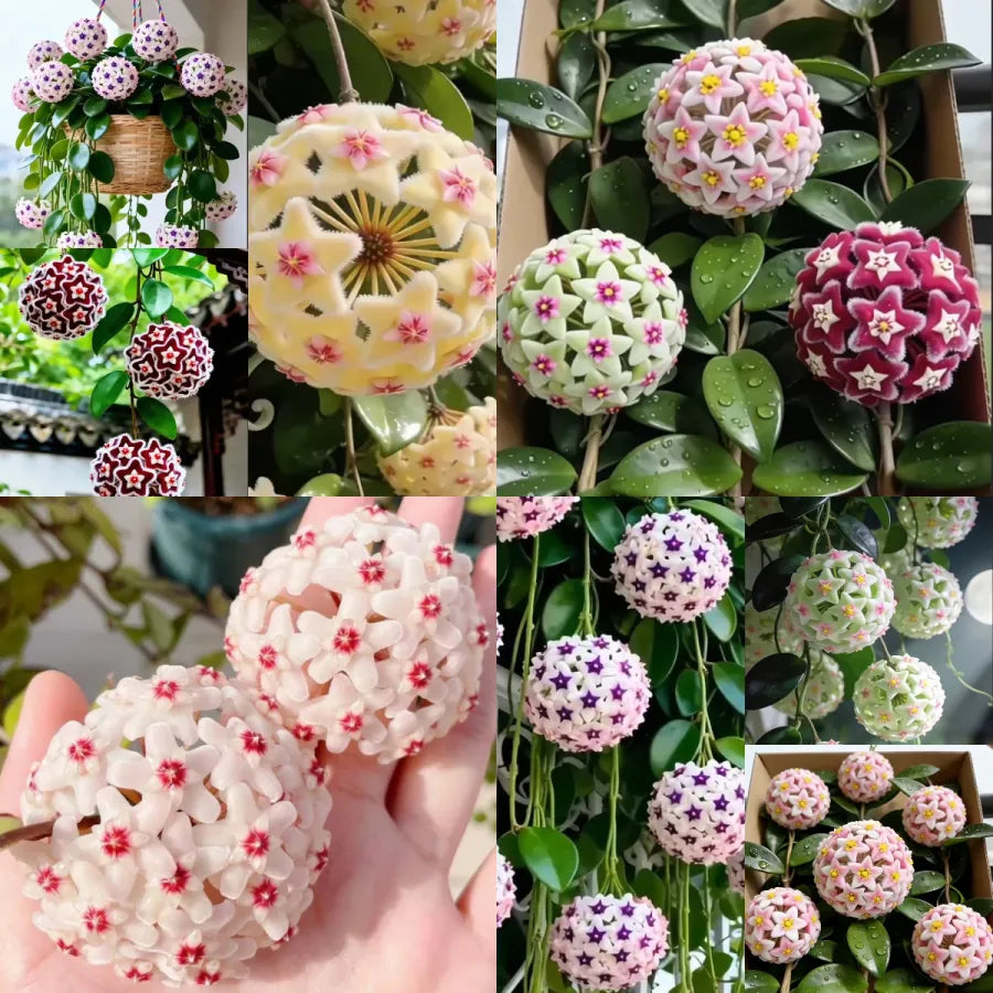 https://cdn.shopify.com/s/files/1/0717/0480/5420/files/1__900x_c8f2efc7-05ce-49c3-9efa-3a61d6f84faa.webp?v=1771234937