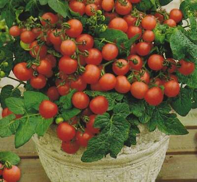 Seeds Ville 200+ Bonsai Suitable Tomato Seeds Mini Cherry Potted Sweet Fruit Vegetable Organic Fresh Home And Garden Bonsai Suitable Seeds