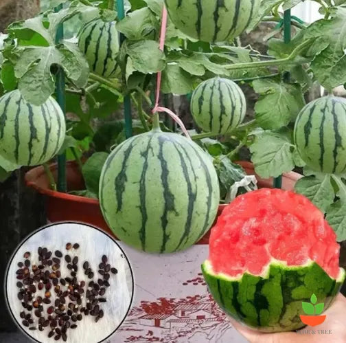 Sweet Juicy Potted Watermelon Seeds for Easy Home Container Gardening