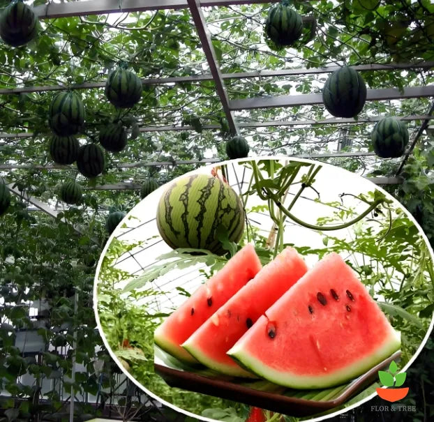 Sweet Juicy Potted Watermelon Seeds for Easy Home Container Gardening