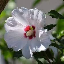 Seeds Ville American Variety Hibiscus Live Flower Plant