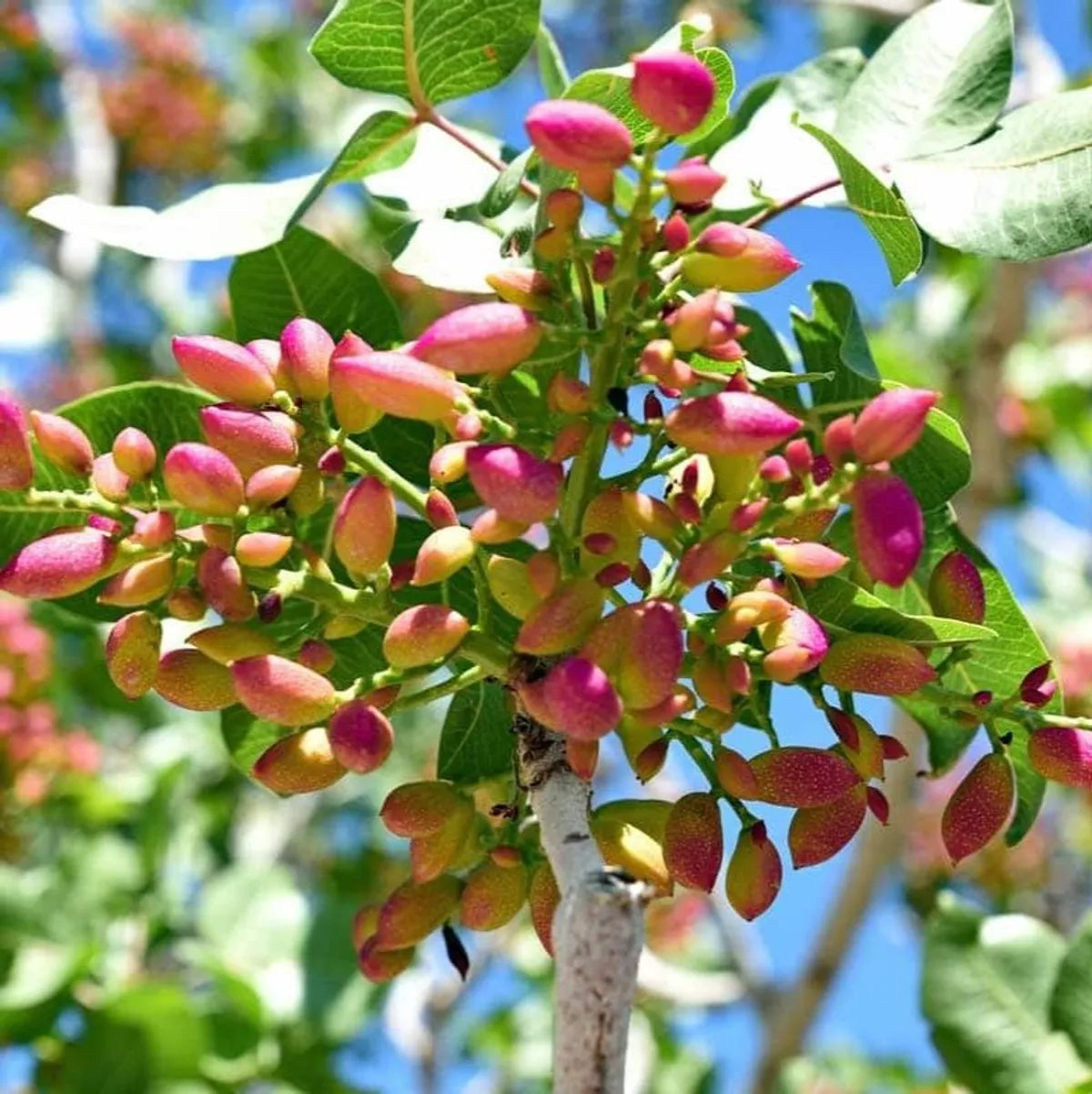 Seeds Ville Pistachio Grafted Hybrid Fruit Plant Green Free Size