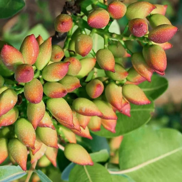 Seeds Ville Pistachio Grafted Hybrid Fruit Plant Green Free Size