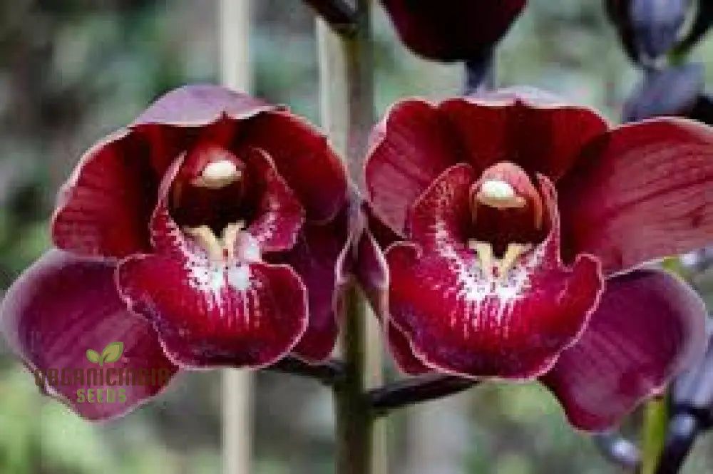 100 SEEDS- Dark Red Chinese Cymbidium Orchid Flower Seeds Potted Flowers Seeds Cicada Orchid Seeds