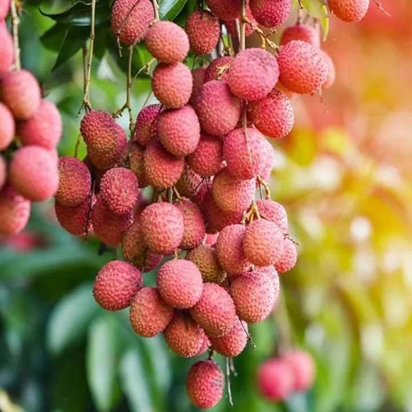 Seedless Litchi Grafted Fruit Plant (Lychee) Outdoor Green