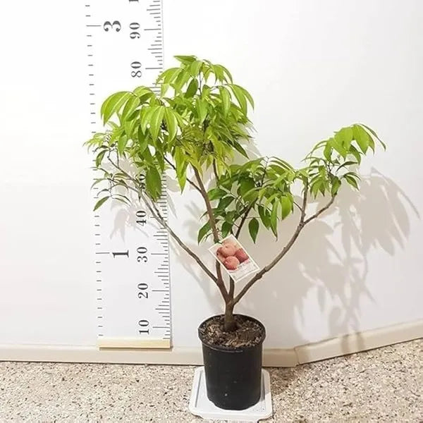 Seedless Litchi Grafted Fruit Plant (Lychee) Outdoor Green