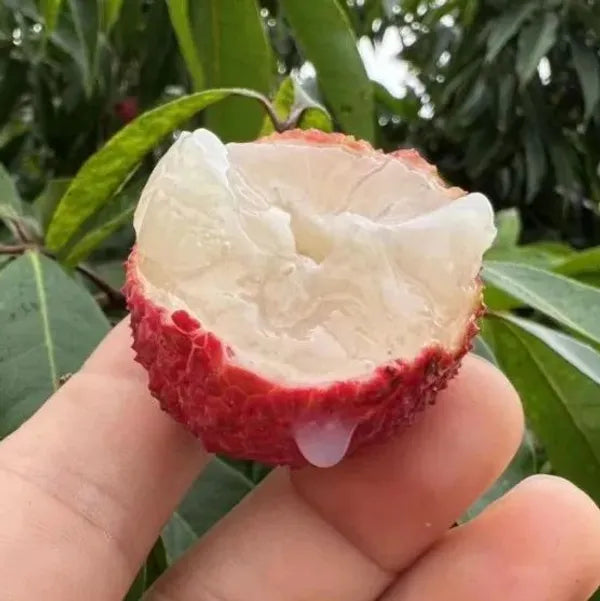 Seedless Litchi Grafted Fruit Plant (Lychee) Outdoor Green