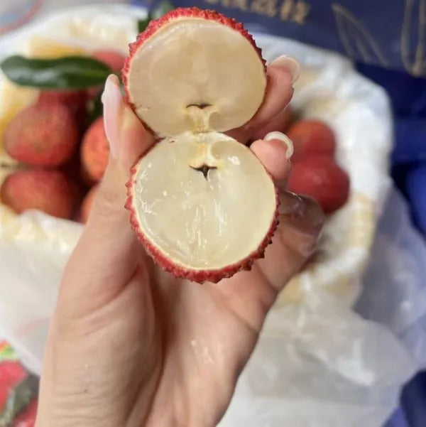 Seedless Litchi Grafted Fruit Plant (Lychee) Outdoor Green