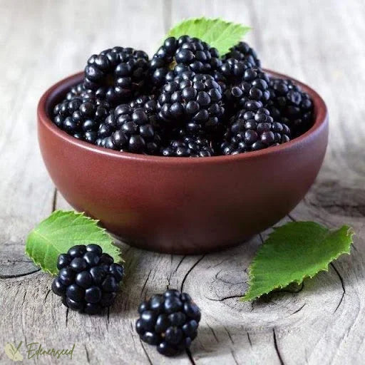 Sweet Giant Thornless Hybrid Blackberry Seeds - Grow Large, Juicy, Hardy Berries