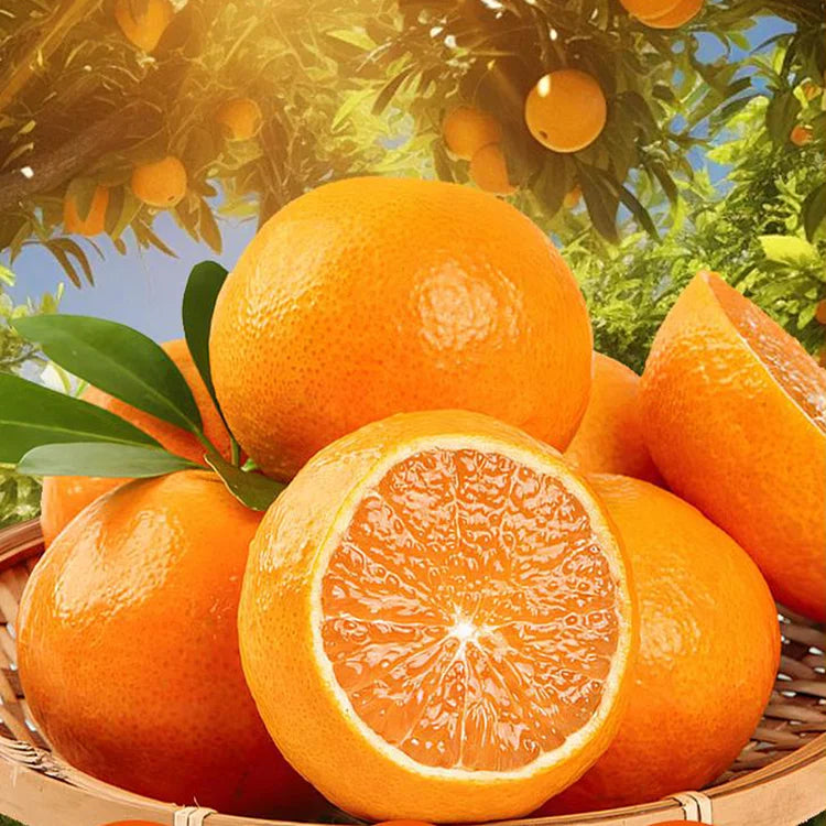 Organic Jelly Orange Seeds - Grow Your Own Sweet, Vibrant Citrus Fruit at Home