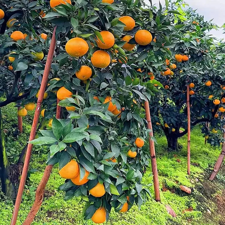 Organic Jelly Orange Seeds - Grow Your Own Sweet, Vibrant Citrus Fruit at Home