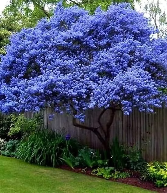 50+ Blue Lilac Seeds Tree Fragrant Hardy Perennial Flower Shrub Garden Bloom- Eco Pack For Home Garden