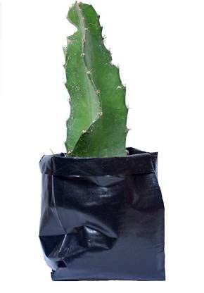 Seeds Ville Dragon Fruit Plant Live Pink Flesh 25-28cm