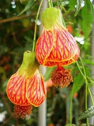 Seeds Ville Chinese Lantern Hibiscus Live Flowering Plant