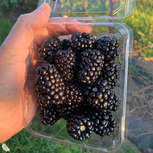 Sweet Giant Thornless Hybrid Blackberry Seeds - Grow Large, Juicy, Hardy Berries