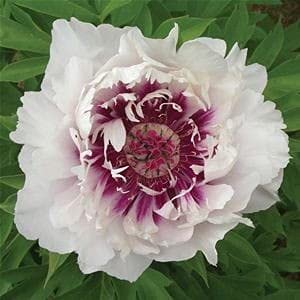 Seeds Ville Peony Flower Bulbs Outdoor Gardening Pack of 1