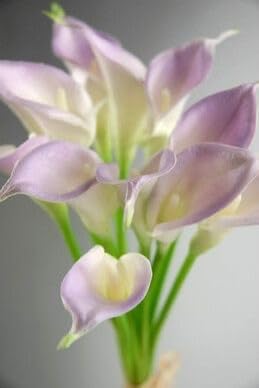 Seeds Ville Calla Lily Flower Bulbs Pack of 2