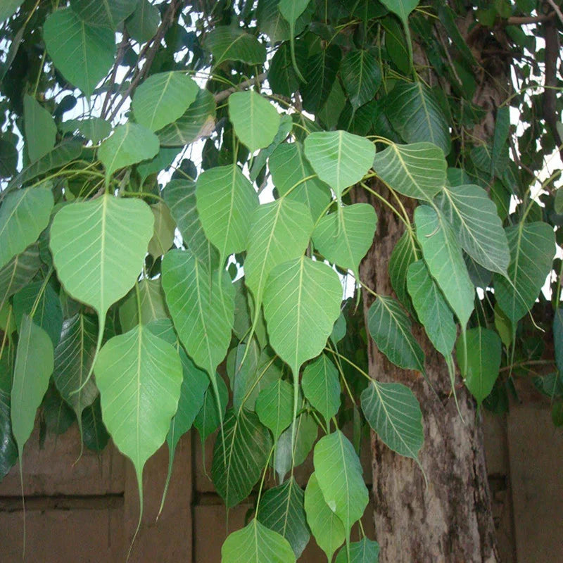 Pushyami Nakshatra Peepal Ficus Religiosa Sacred Live Plant