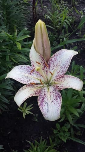 Seeds Ville Oriental Lily Double Flower Bulbs 2 Pack