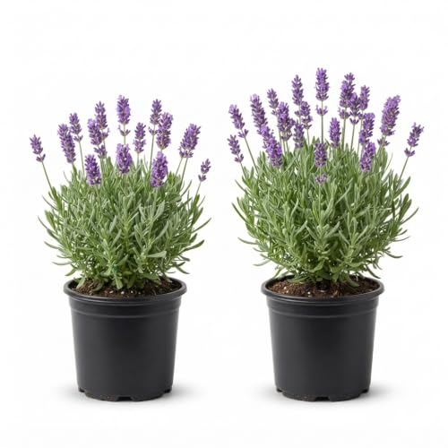Seeds Ville Lavender Live Flowering Herb Plant 3 Inch Pot
