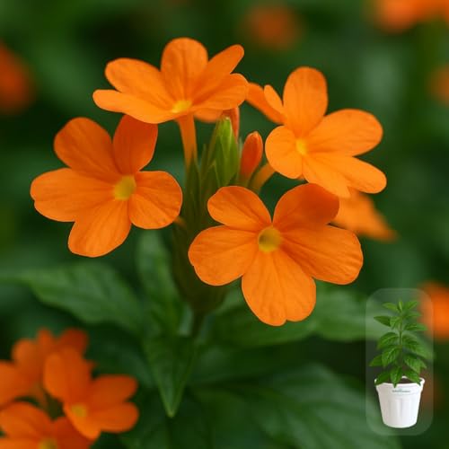 Seeds Ville Kanakambaram Crossandra Live Flowering Plant in Pot