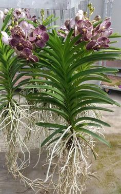 Seeds Ville Vanda Orchid Live Plants Combo Pack of 4 Mixed Colors