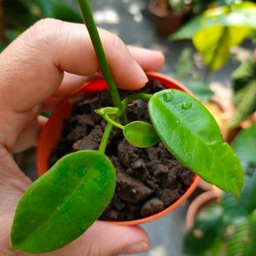 Seeds Ville Hoya Ruthie Wax Plant Small Live Plant