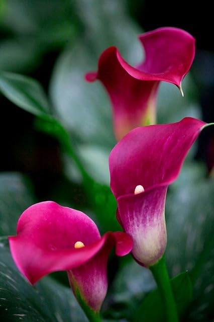Seeds Ville Calla Lily Flower Bulbs Pack of 2