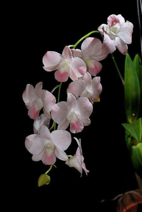 Seeds Ville Burana Peach Dendrobium Orchid Live Plant in Pot