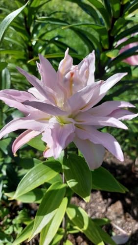 Seeds Ville Oriental Lily Double Flower Bulbs 2 Pack
