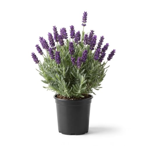 Seeds Ville Lavender Live Flowering Herb Plant 3 Inch Pot