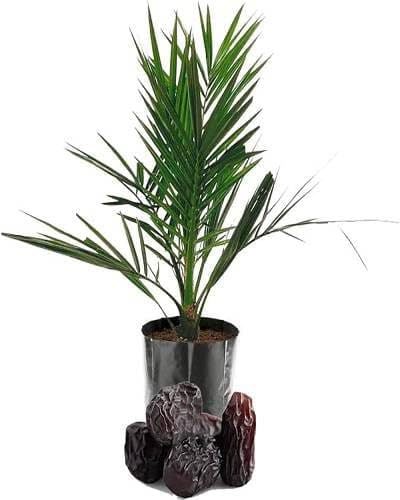 Seeds Ville Hybrid Arabian Date Palm Fruit Tree Plant Outdoor