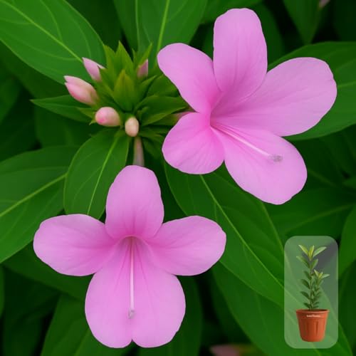 Seeds Ville Light Pink Barleria Cristata Live Plant 15 cm Pot