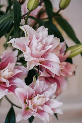Seeds Ville Oriental Lily Double Flower Bulbs 2 Pack