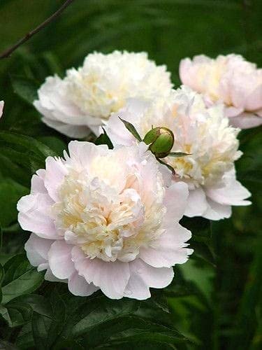 Seeds Ville Peony Flower Bulbs Outdoor Gardening Pack of 1