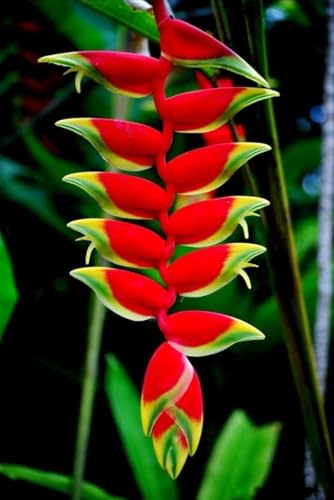 Seeds Ville Heliconia Imported Flower Bulbs Pack of 2